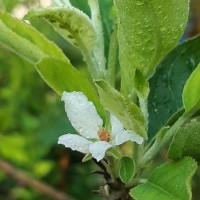 Malus domestica (Suckow) Borkh.